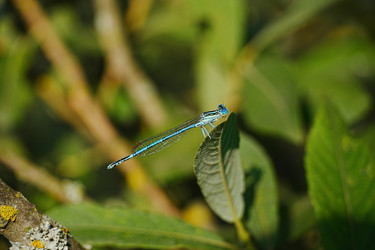 Голубая бабочка Erythromma lindenii примостилась на зеленом листе - Demanval