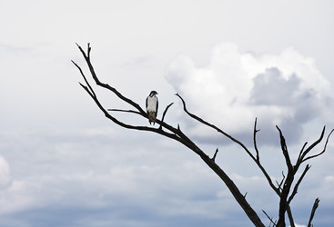 The augur buzzard (Buteo augur) is a fairly large African bird of prey - alkir
