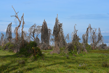 мертвые деревья у озера найваша. кения, африка - alkir