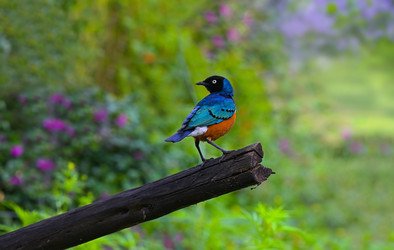 Восточноафриканская певчая птица семейства скворцовых Superb Starling (Spreo superbus) - alkir