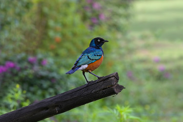 Восточноафриканская певчая птица семейства скворцовых Superb Starling (Spreo superbus) - alkir
