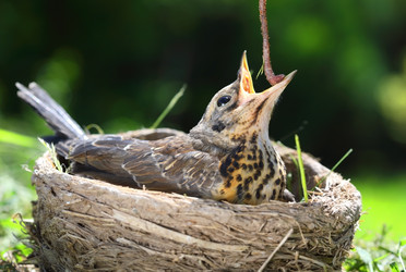 Feeding the nestling thrush fieldfare with a worm - alkir