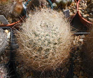 Шаровидный кактус coryphantha werdermannii - alkir