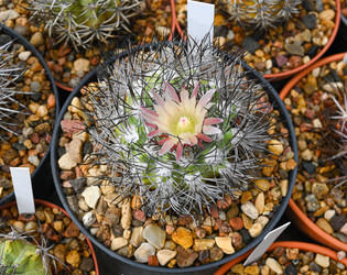 Кактус из рода Mammillaria - alkir