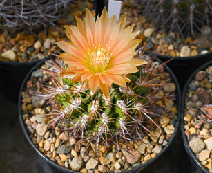 Цветущий кактус Gymnocalycium baldianum - alkir