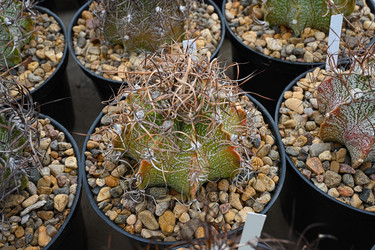 Кактусы Astrophytum Capricorne в горшках - alkir