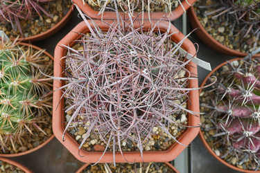 Крупный план комнатного кактуса Echinocactus polycephalus - alkir
