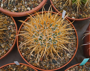 Сферический кактус Ferocactus chrysacanthus в горшке - alkir