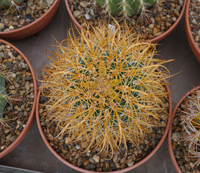 Сферический кактус Ferocactus chrysacanthus - alkir