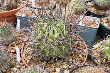 Кактус Echinopsis leucantha, шаровидный суккулент, - alkir