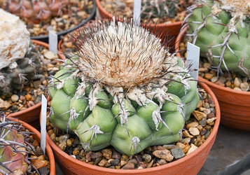 Кактус discocactus crystallophilus, увенчанный толстой волосатой головкой с бежевым пушком - alkir