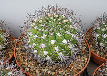 Крупный план цветущего кактуса gymnocalycium saglionis - alkir