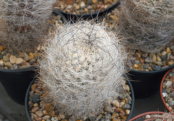 Кактус Mammillaria hahniana - alkir