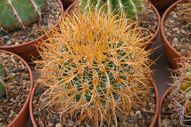 Ferocactus chrysacanthus (кедр) - исчезающий вид кактусов - alkir