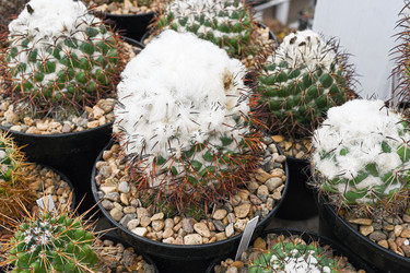 Крупный план комнатного кактуса Coryphantha greenwoodii - alkir