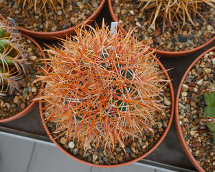 Сферический кактус Ferocactus viridescens, растущий в горшке - alkir