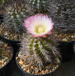 Цветущий кактус семейства acanthocalycium - alkir