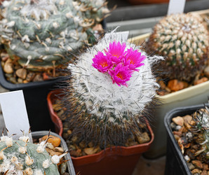 Кактус Mammillaria schwarzii с нежными розовыми цветами - alkir