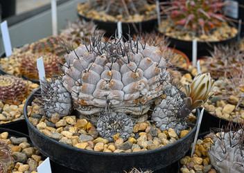 Кактус Gymnocalycium stellatum с короткими черными шипами - alkir