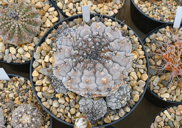 Крупный план комнатного кактуса Gymnocalycium esperanzae - alkir
