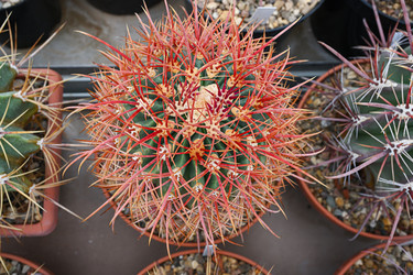 Крупный план комнатного кактуса Ferocactus Horridus - alkir