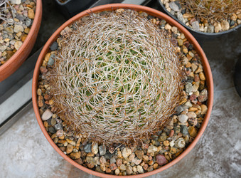 Sulcorebutia Caracarensis, шаровидный кактус - alkir