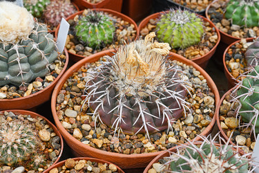 Кактус Gymnocalycium spegazzinii с выступающими белыми шипами и пушистой кроной - alkir