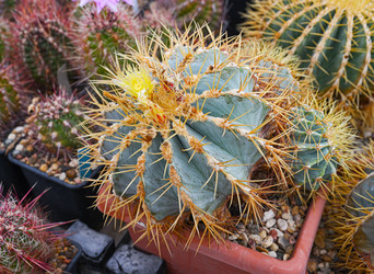 Крупный план Ferocactus glaucescens - alkir