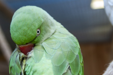 • Green alexandrine parakeet parrot preening its feathers close up - Pazemin