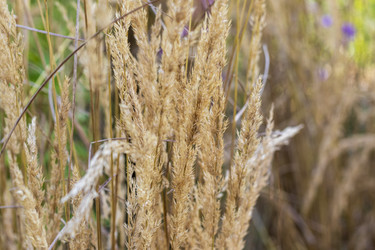 • Close up of fluffy golden wild grass panicles in a sunny field. Texture - Pazemin