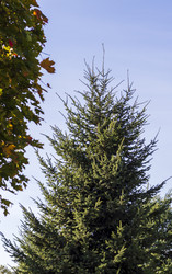 • Tall green spruce tree crown next to colorful autumn maple leaves. Nature - Pazemin