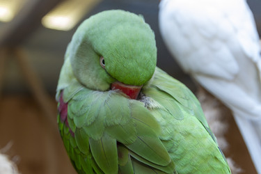 • Green alexandrine parakeet parrot preening its feathers close up - Pazemin