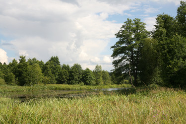 Летний пейзаж с водоемом, высокой травой и лесом. Summer landscape with a pond, tall grass and forest - Karagero