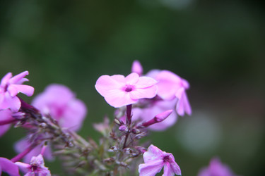 Крупный план одного розового цветка флокса с размытым зеленым фоном. Close-up of a single pink phlox flower with blurred green background - Karagero