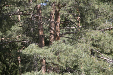 Сосновый лес с солнечным светом. Pine forest with sunlight - Karagero