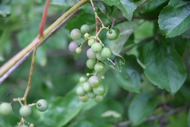Крупный план незрелого зеленого винограда на лозе с листьями. Close-up of unripe green grapes on a vine with leaves - Karagero