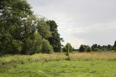Зеленый луг с деревьями и облачным небом. Green meadow with trees and cloudy sky - Karagero