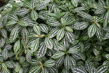 Декоративные растения с зелеными листьями и серебристым узором. Ornamental plants with green leaves and a silver pattern - Karagero