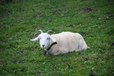 Белый козел с рогами лежит на зеленой траве на пастбище. White goat with horns lying on green grass in a pasture - Karagero