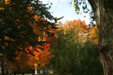 Осенний лес с яркими желтыми, оранжевыми и красными листьями. Autumn forest with vibrant yellow, orange and red leaves - Karagero