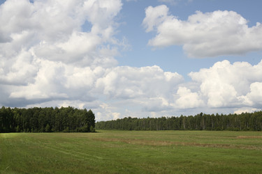 Зеленый луг с линией леса под облачным синим небом. Green meadow with forest line under cloudy blue sky - Karagero