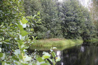 Лесной пруд с отражением и зеленой листвой на переднем плане. Forest pond with reflection and green foliage in the foreground - Karagero