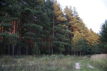 Сосновый лес на закате с золотистым светом на стволах и извилистой тропинкой. Pine forest at sunset with golden light on tree trunks and a winding path - Karagero