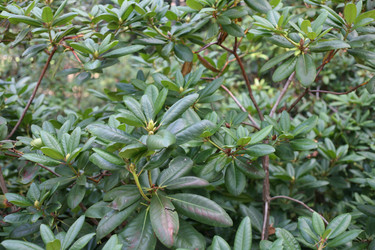 Густая зелень кустарника с глянцевыми листьями. Dense shrub foliage with glossy leaves - Karagero
