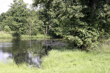 Спокойный пруд в окружении густых зеленых деревьев и травы. Calm pond surrounded by lush green trees and grass - Karagero