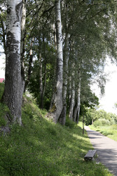 Парковая аллея с березами и деревянной скамейкой. Park alley with birch trees and wooden bench - Karagero