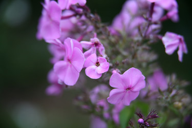 Крупный план розовых цветов флокса с размытым зеленым фоном. Close-up of pink phlox flowers with blurred green background - Karagero