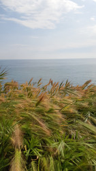 Осенние колосья с видом на море - LiyaDi