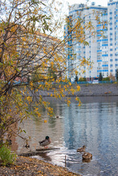 Утки на берегу Енисея. Осень. Красноярск. Ducks on the bank of the Yenisei. Autumn. Krasnoyarsk - MariaMit