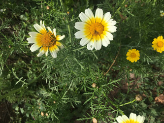 Златоцвет увенчанный (Glebionis coronaria), который также называют хризантемой увенчанной или овощной хризантемой - kazmatat